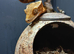 Crested gecko, collection only