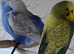 Jarva Finches for sale and diamond doves