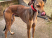 Saluki greyhound