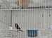 2025 Black Goldfinch Proven Pair
