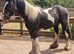 12mth gelding