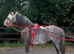 PERFECT QUALITY RIDE AND DRIVE KIDS PONY