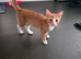 Female kitten
