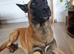 Belgian Malinois- Proven Stud Dog