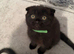 Scottish folds