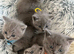 Adorable British Shorthair Blue Kittens &ndash; Ready for Loving Homes️
