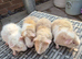 Baby Teddy Boars