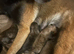 8 Belgian malinois cross whippet puppies for sale