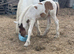 Lovely colt foal for sale