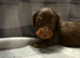 Gorgeous longhair dachsund puppies available