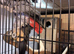 Breeding pair of African greys