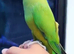 4 month old baby ringneck