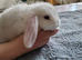 Mini lop