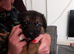 Full blooded German Shepherd puppies.