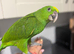 Hand-Reared Yellow Naped Amazon