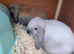 3 baby mini lops