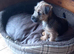 Border x Jack Russell Terrier