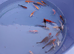 Koi Carp lovely bright colour s