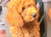 READY NOW……Gorgeous Mini Goldendoodles
