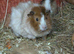 In search of experienced guinea pig person for home visit holiday feeding