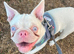French bulldog puppy