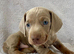 Council Registered DNA Tested Mini Smooth Dachshund Pups