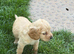 7 beautiful show cocker spaniels