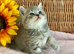 CUTEST SCOTTISH/BSH KITTENS (READY 17TH JULY)