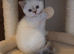 British Shorthair kittens