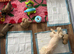 4 Gorgeous Shih Tzu boys available