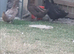 Indian runner ducks/ 1 khaki Campbell duck