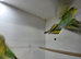 Baby Budgies 8 weeks old