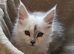 Beautiful Silver Shaded kittens, TICA Reg
