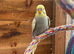 Baby budgies 3 for sale £30 each