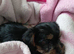 Puppy from sale