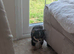 Pom terriers puppy