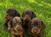 mini dashund