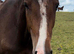 Youngsters to full grown