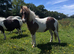Yearling Shetland filly