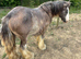 Mini blue and strawbury roan Blagdon cob