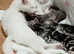 White and tabby males ready for forever homes