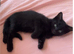 Salem the black beauty