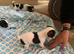 Small tri jack Russell