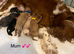 4 miniature cavapoos remaining