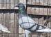 Racing pigeons for sale