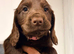 7 beautiful cocker spaniel