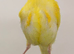 2025 proven hen
