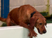 KC Registered Labrador Female