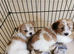 Shih tzu x jorkie pups
