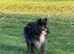 Beautiful Pomeranian Rex